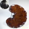 信斉一閑張石蕗ツワブキ千茶の皿